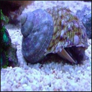 Mexican turbo snail