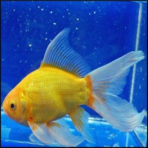 Canary yellow goldfish 8-10cm