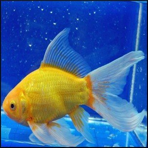 Canary yellow goldfish 8-10cm