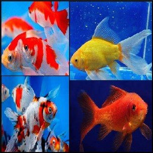 Assorted goldfish 6-10cm