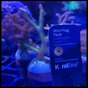 Green birds nest coral frag