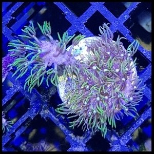 Star polyps frag