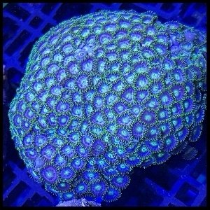 Zoanthid colony