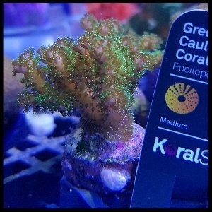 Green cauliflower frag