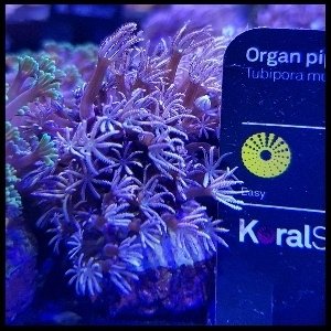 Organ pipe coral frag