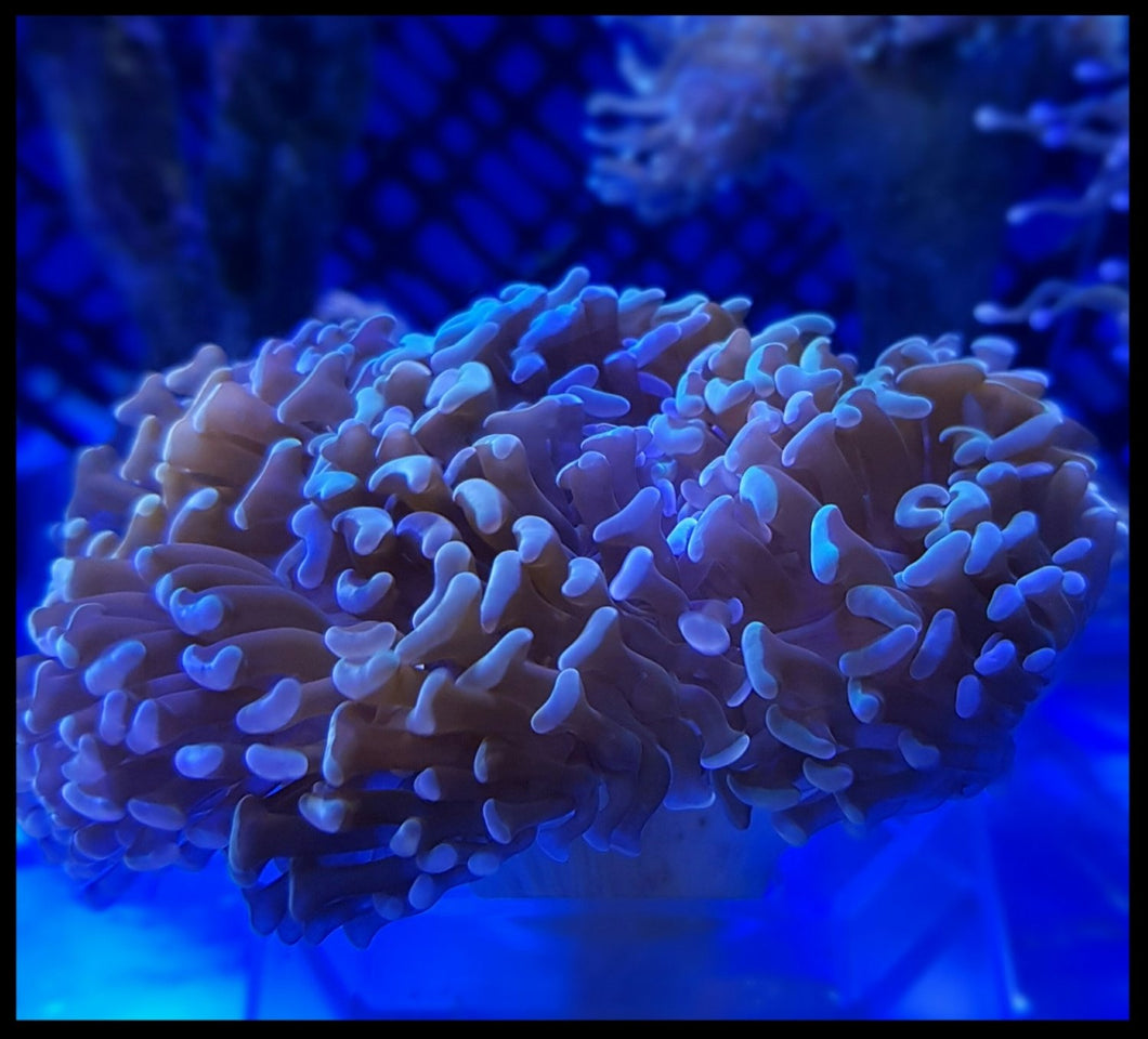 Torch coral