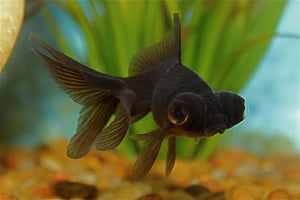 Blackmoor goldfish 2-3inch