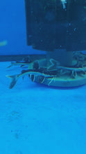 Load and play video in Gallery viewer, Shovelnose x redtail catfish hybrid
