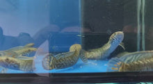 Load and play video in Gallery viewer, Channa bleheri ( rainbow snakehead )
