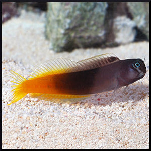 Bi color blenny