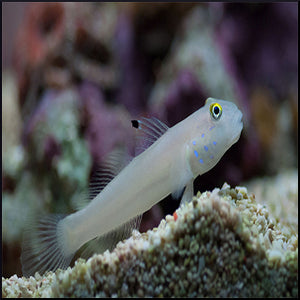 Chalk Goby SM-M