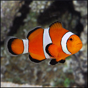 Ocellaris clownfish Fish Tank Limited