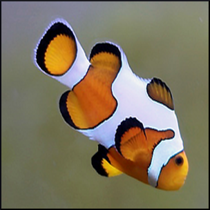 Picasso clownfish