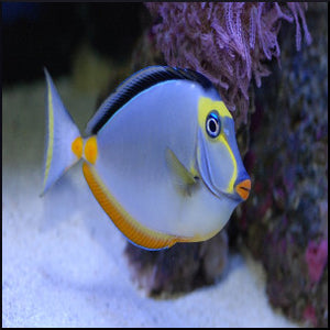 Lipstick Tang Naso Tang (Naso lituratus)