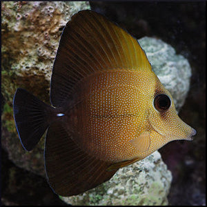 Sailfin scopas Tang West Ind Ocean (Zebrasoma scopas)