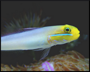 Blue Cheek Goby West Ind Ocean SM-M