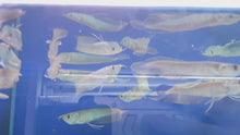 Load and play video in Gallery viewer, Silver arowana (12-15cm)
