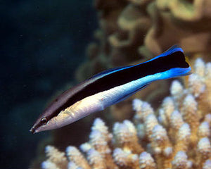 Cleaner Wrasse