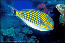 Load image into Gallery viewer, Clown Tang (Acanthurus lineatus) SM-M
