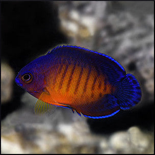 Coral beauty