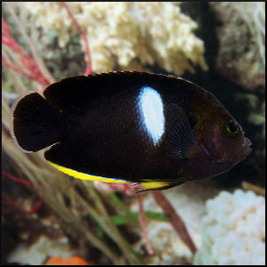 Keyhole angelfish