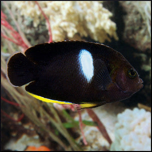 Keyhole angelfish